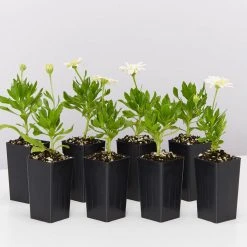 Shrubs Osteospermum Ecklonis 3D Lemon Ice