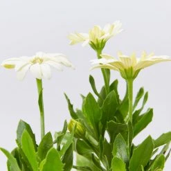 Shrubs Osteospermum Ecklonis 3D Lemon Ice