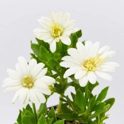 Shrubs Osteospermum Ecklonis 3D Lemon Ice