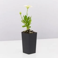 Shrubs Osteospermum Ecklonis 3D Lemon Ice