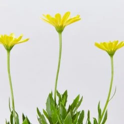 Shrubs Osteospermum Ecklonis 3D Yellow Full Sun