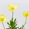 Shrubs Osteospermum Ecklonis 3D Yellow Full Sun