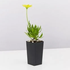 Shrubs Osteospermum Ecklonis 3D Yellow Full Sun