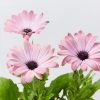 Shrubs Osteospermum Ecklonis Serenity Pink Magic Border Plants