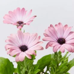 Shrubs Osteospermum Ecklonis Serenity Pink Magic Border Plants