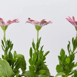 Shrubs Osteospermum Ecklonis Serenity Pink Magic Border Plants