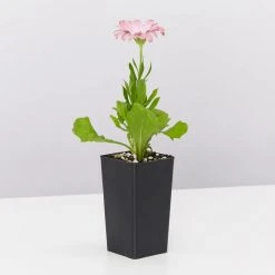 Shrubs Osteospermum Ecklonis Serenity Pink Magic Border Plants