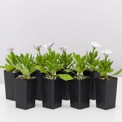 Shrubs Osteospermum Ecklonis Serenity White