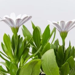 Shrubs Osteospermum Ecklonis Serenity White