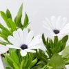 Shrubs Osteospermum Ecklonis Serenity White