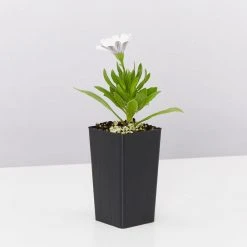 Shrubs Osteospermum Ecklonis Serenity White