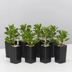 Plants In A Box Osteospermum Zion Red 'African Daisy" Border Plants