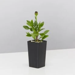 Plants In A Box Osteospermum Zion Red 'African Daisy