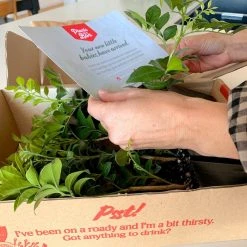 Shrubs Hedging Plants Murraya Paniculata Mock Orange