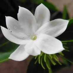 Shrubs Jasminum Sambac