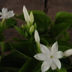 Shrubs Jasminum Sambac