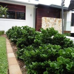 Hedge Carissa Grandiflora 'Desert Star'