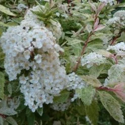 Shrubs Spiraea Cv. Pink Ice