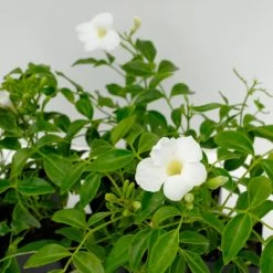 Shrubs Pandorea Jasminoides Lady Di