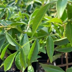 Shrubs Pandorea Pandorana Snowbells Border Plants