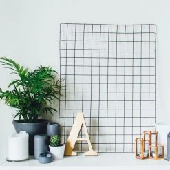 Indoor Garden Chamaedorea Elegans Parlor Palm