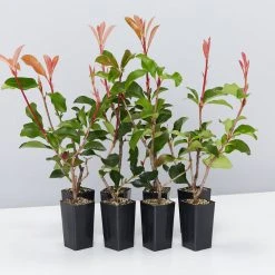 Ozbreed Red Fence™ Photinia X Fraseri ‘CP01’ Pbr Hedging Plants