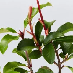 Ozbreed Red Fence™ Photinia X Fraseri ‘CP01’ Pbr Hedging Plants