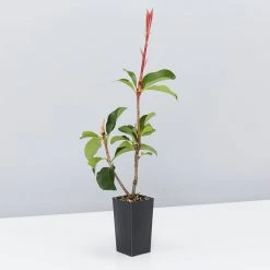 Ozbreed Red Fence™ Photinia X Fraseri ‘CP01’ Pbr Hedging Plants