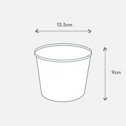 Indoor Garden Philodendron Birkin - 85mm Easy Care Plants