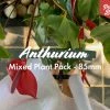 Indoor Garden Anthurium Mixed Pack 85mm