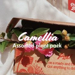 Hedge Shrubs Camellia Assorted Pack