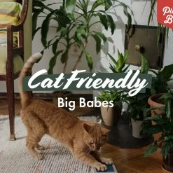 Indoor Garden Cat-Friendly Indoor Plant Pack - 85mm