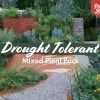 Shrubs Drought Tolerant Plant Pack
