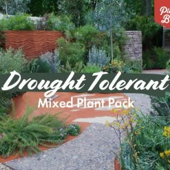 Shrubs Drought Tolerant Plant Pack