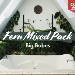 Indoor Garden Fern Mixed Pack 85mm