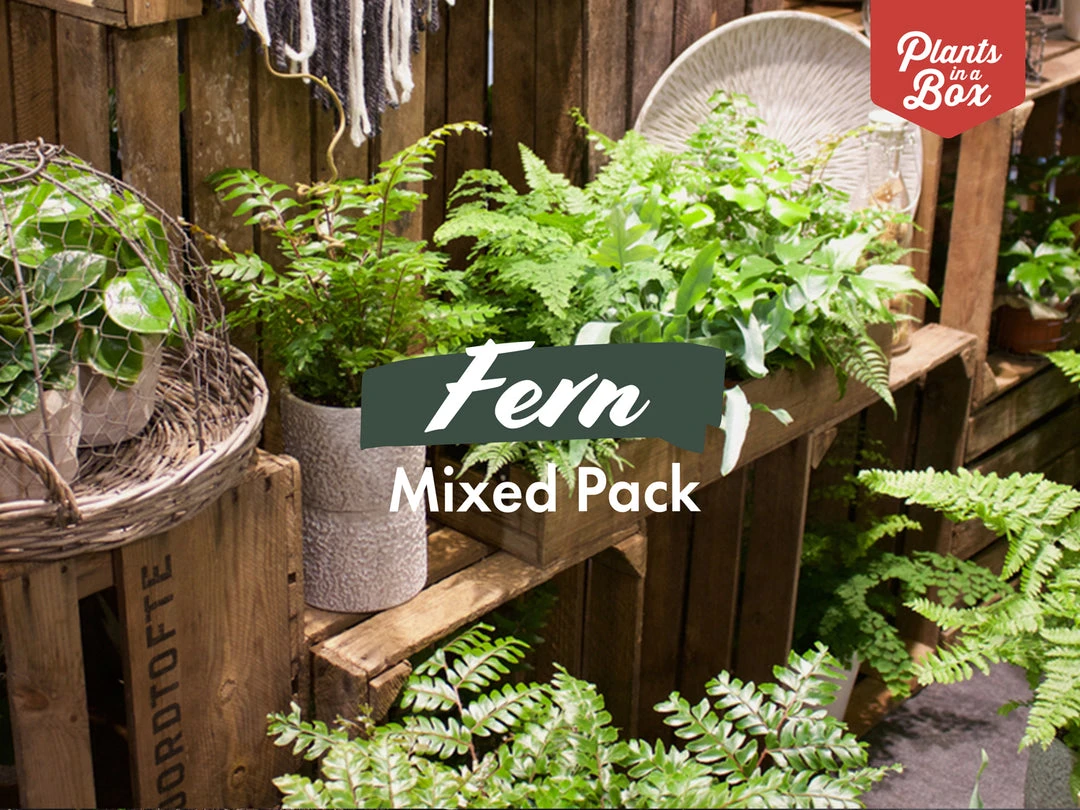 Indoor Garden Fern Mixed Pack 5 Indoor Garden Fern Mixed Pack