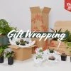 Plants In A Box Birthday Gift Wrapping