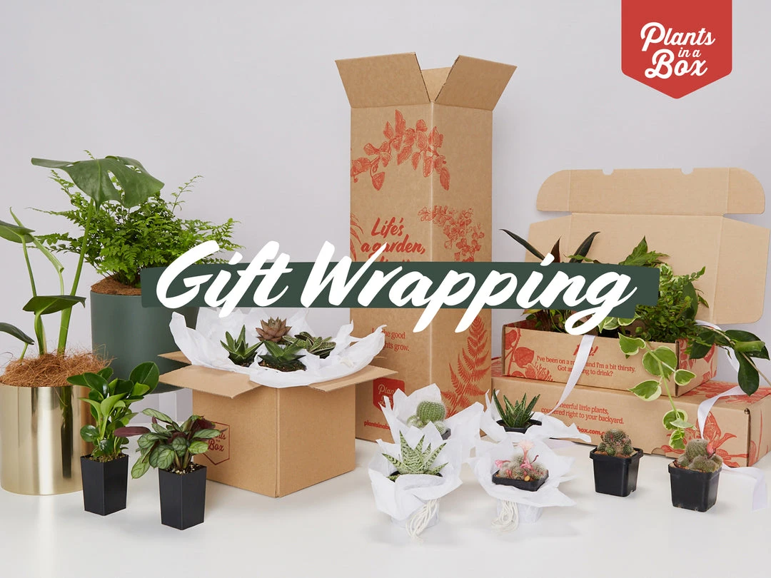 Plants In A Box Birthday Gift Wrapping 3 Plants In A Box Birthday Gift Wrapping