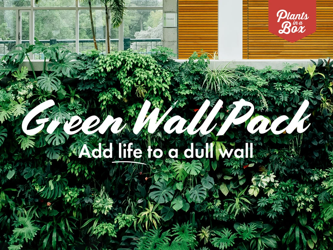 Indoor Garden Green Wall Pack - Indoors 3 Indoor Garden Green Wall Pack - Indoors