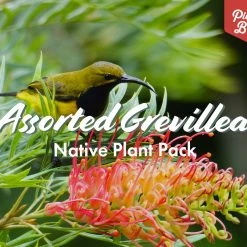 Shrubs Assorted Grevillea Plant Pack