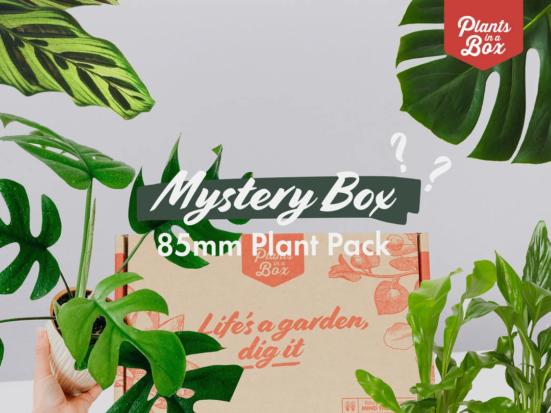 Indoor Garden Mystery Houseplant Box 85mm 3 Indoor Garden Mystery Houseplant Box 85mm