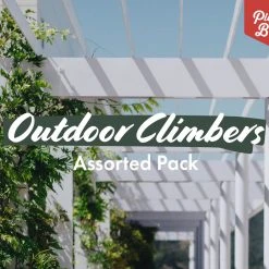 Shrubs Assorted Pack Of Outdoor Climbing Plants