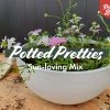 Shrubs Border Plants Sun Loving Potted Pretties Mix