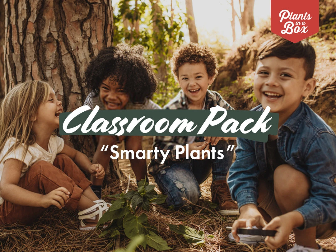 Indoor Garden The Teachers Classroom Houseplant Pack 3 Indoor Garden The Teachers Classroom Houseplant Pack