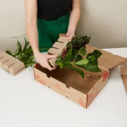 Indoor Garden Air Purifier Houseplant Pack ???? Air Purifying