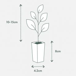 Shrubs Gardenia Augusta Radicans Low-Growing Plant Pack 15 Shrubs Gardenia Augusta Radicans Low-Growing Plant Pack