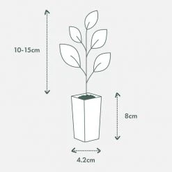 Shrubs Leptospermum Rubrum Nanum Hedging Plants