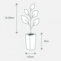 Hedge Shrubs Syzygium