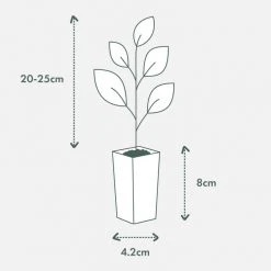 Ozbreed Cosmic White™ Rhaphiolepis Indica ‘RAPH01’ Pbr Shrubs