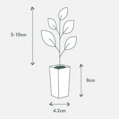 Shrubs Leptospermum Scoparium Ballerina Hedging Plants